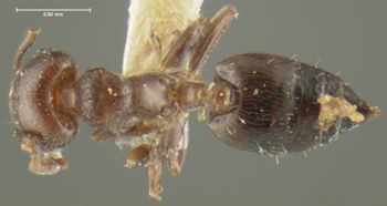 Media type: image;   Entomology 20802 Aspect: habitus dorsal view